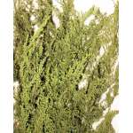 Dried Sweet Annie Flower Bunch Dried Sweet Annie Flower Bunch