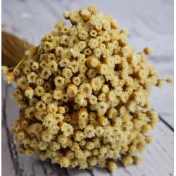 Dried Happy Flower - Straw Flowers 