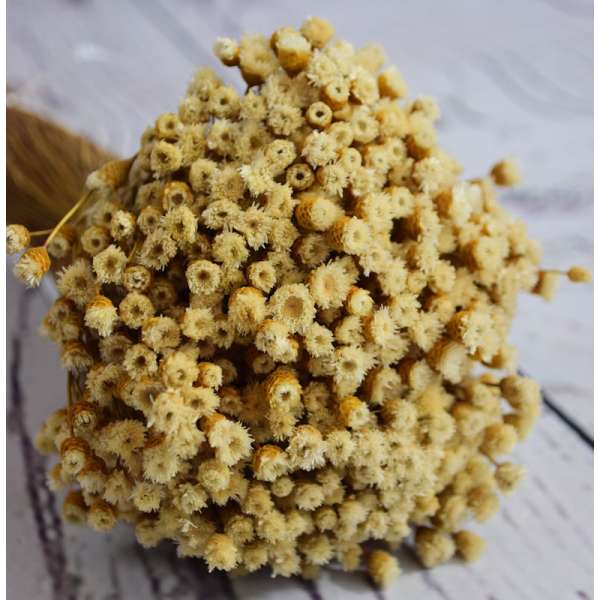 Dried Happy Flower - Straw Flowers 