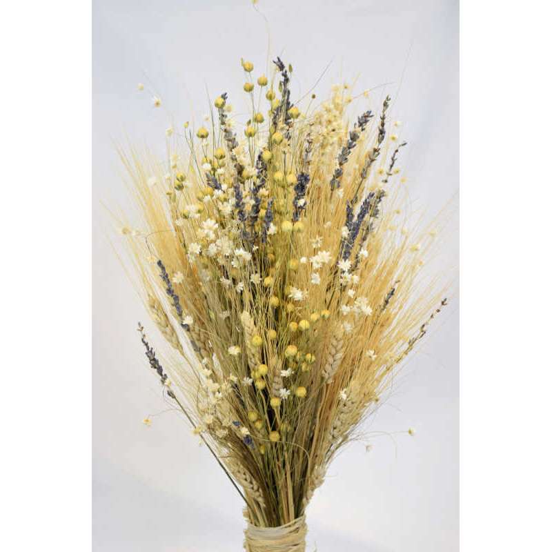 Dried Stardust Gypsophila - Dried Baby's Breath