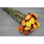 Dried Strawflowers Bouquet - Sunset