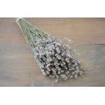 Rare Dried White Lavender Bunch