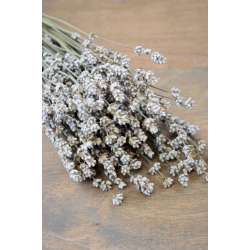 Rare Dried White Lavender Bunch