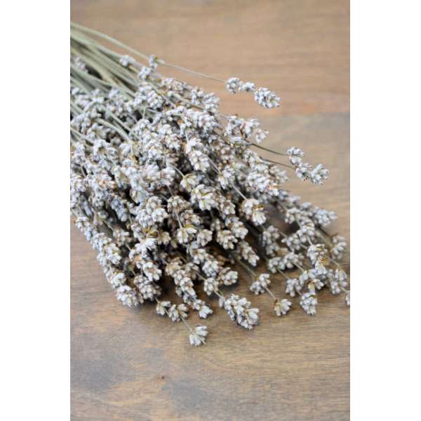 Rare Dried White Lavender Bunch