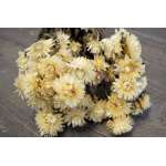 Dried Strawflowers Bouquet - White (neutral)