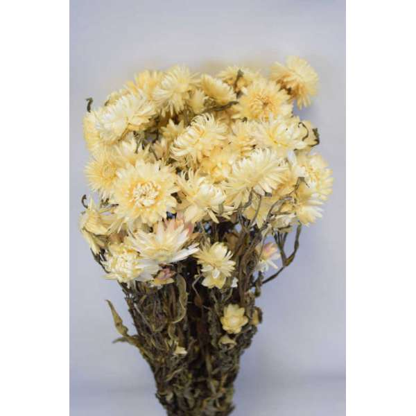 Dried Strawflowers Bouquet - White (neutral)