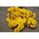 Dried Strawflowers Bouquet - Yellow