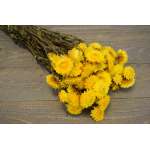 Dried Strawflowers Bouquet - Yellow