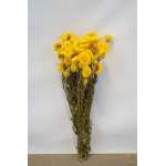 Dried Strawflowers Bouquet - Yellow