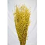 Dried Briza Quaking Grass