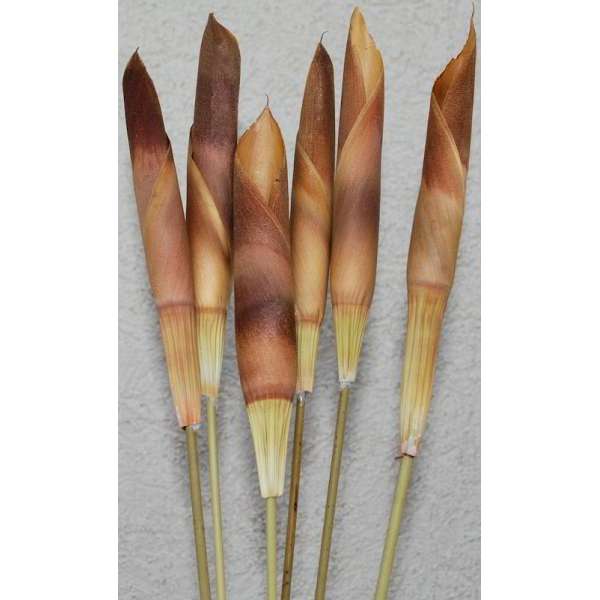 Dried Assegai Spears