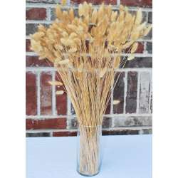 Dried Bunny Tails Grass