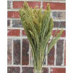 Dried Canary Grass