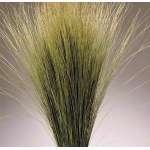 Dried Dune Grass - Natural