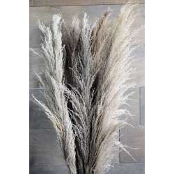 Dried Ornamental Pampas Grass - Dark Feather Stem