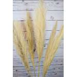 Dried Ornamental Pampas Grass - Feathered Stem