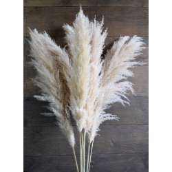 Dried Ornamental Pampas Grass - Feathered Stem