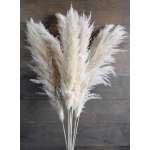 Dried Ornamental Pampas Grass - Feathered Stem