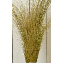 Fountain Grass - Dried Fountain Grasses