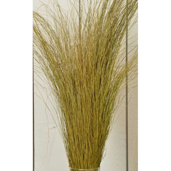 Fountain Grass - Dried Fountain Grasses