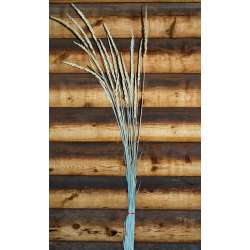 Dried Indian Grass