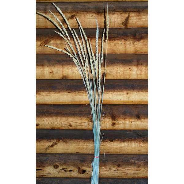 Dried Indian Grass