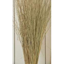 Meadow Grass - Meadowgrass, Meadows Grasses