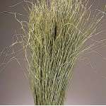 Meadow Grass - Meadowgrass, Meadows Grasses