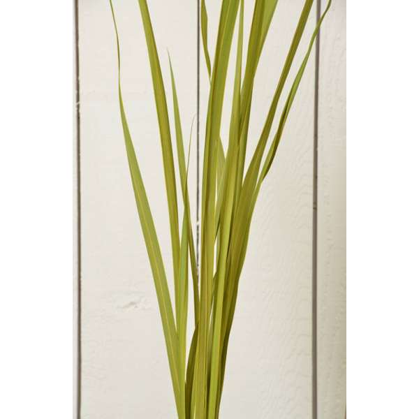 Dried Oceana Palm Leaves - Oceana Grass