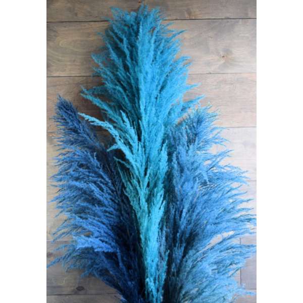 Dried Pampas Grass - Blue Color