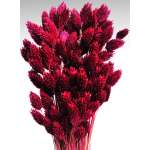 Dried Phalaris Grass