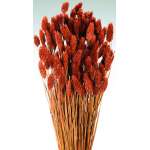 Dried Phalaris Grass