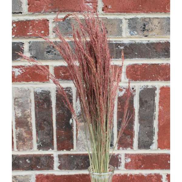 Dried Ruby Red Silk Grass