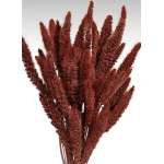 Dried Seteria Grass - Setaria Grass - Colors