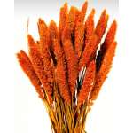 Dried Seteria Grass - Setaria Grass - Colors