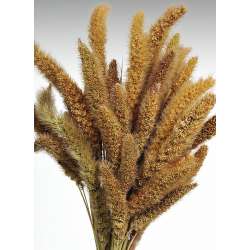 Dried Seteria Grass - Setaria Grass - Colors