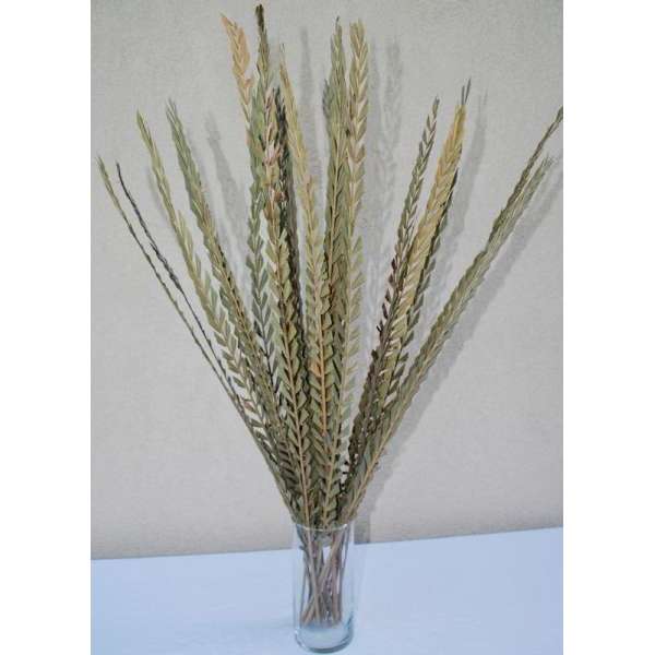 Dried Trim Grass (Stick) Green or Natural