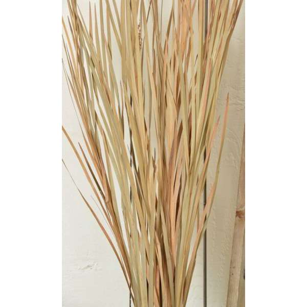 Ornamental Wild Grass (Dried)