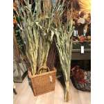 Dried Corn Stalk Bundle