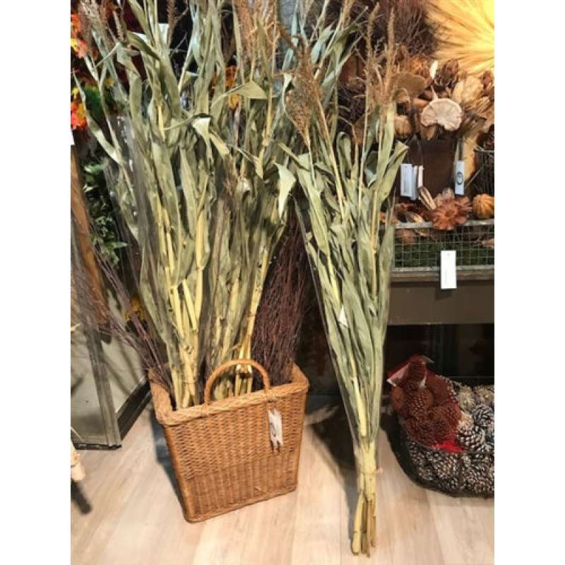 Dried Corn Stalks for sale Dried Corn Bundles