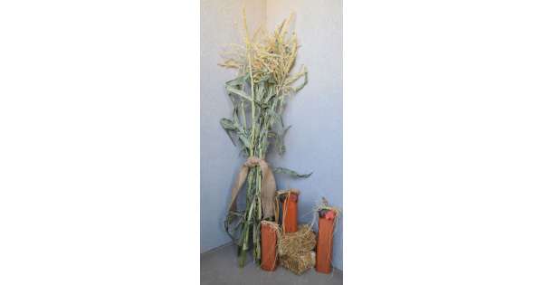 Dried Corn Stalks for sale - Dried Corn Bundles