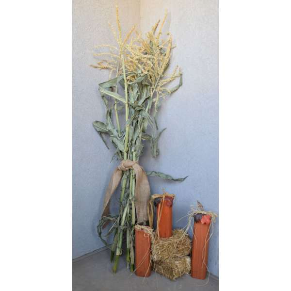 Dried Corn Stalk Bundle