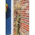 Dried Corn Stalk Bundle