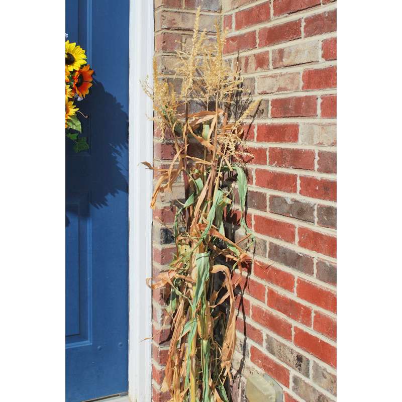 Dried Corn Stalks For Sale Dried Corn Bundles