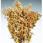 Dried Canella Berries - Canela Decorative Bunch