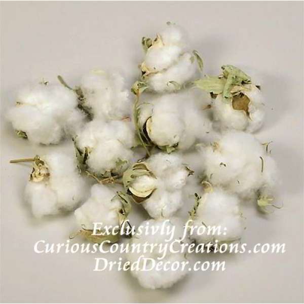 Cotton Bolls (Natural Cotton Balls)