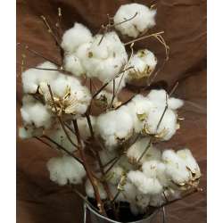 Natural Cotton Bolls (12 Bolls) - Save-On-Crafts