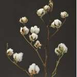 Dried Cotton Stalks