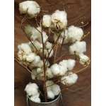 Dried Cotton Stalks