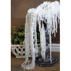 Hanging Amaranthus Preserved Bleached - Dried